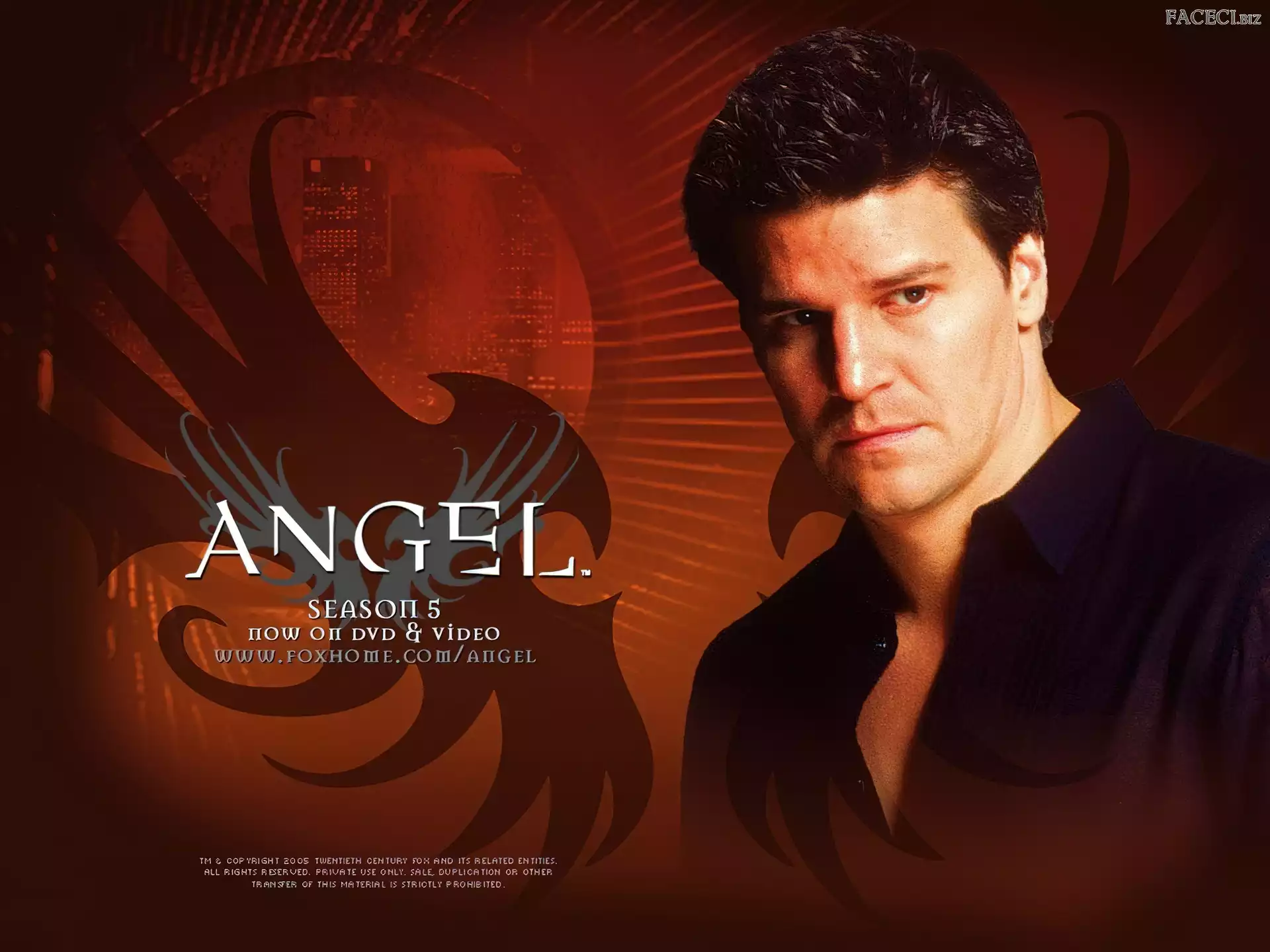 granatowa koszula, David Boreanaz